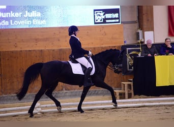 Duits sportpaard, Merrie, 16 Jaar, 165 cm, Zwartbruin