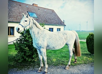 Duits sportpaard, Merrie, 16 Jaar, 166 cm, Schimmel