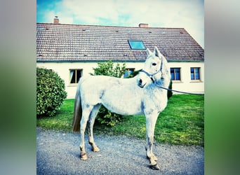 Duits sportpaard, Merrie, 16 Jaar, 166 cm, Schimmel