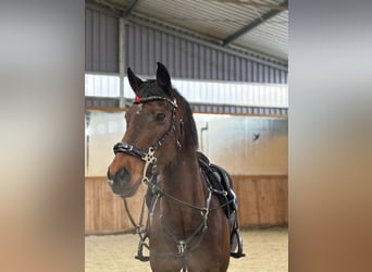 Duits sportpaard, Merrie, 16 Jaar, 167 cm, Bruin