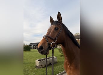 Duits sportpaard, Merrie, 16 Jaar, 168 cm, Bruin