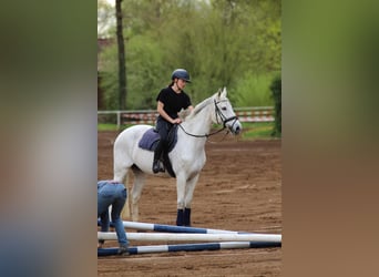 Duits sportpaard, Merrie, 17 Jaar, 163 cm, Schimmel