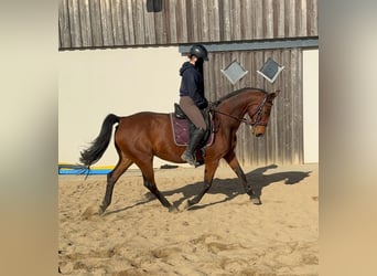 Duits sportpaard, Merrie, 17 Jaar, 167 cm, Bruin