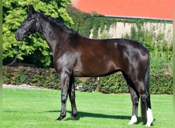 Duits sportpaard, Merrie, 17 Jaar, 170 cm, Donkerbruin