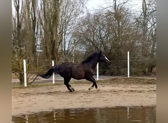 Duits sportpaard, Merrie, 18 Jaar, 167 cm, Zwart