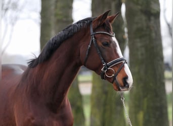 Duits sportpaard, Merrie, 18 Jaar, 170 cm, Bruin