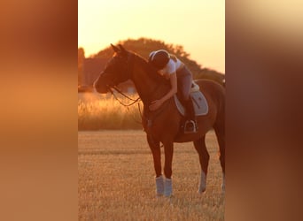 Duits sportpaard, Merrie, 19 Jaar, 168 cm, Vos