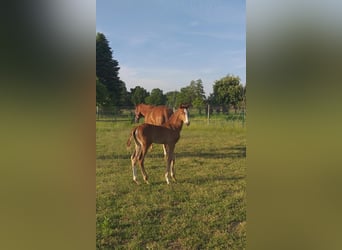 Duits sportpaard, Merrie, 19 Jaar