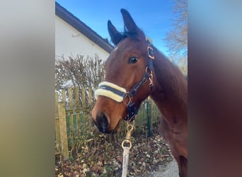 Duits sportpaard Mix, Merrie, 1 Jaar, 158 cm, Bruin