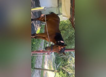 Duits sportpaard Mix, Merrie, 1 Jaar, 158 cm, Bruin