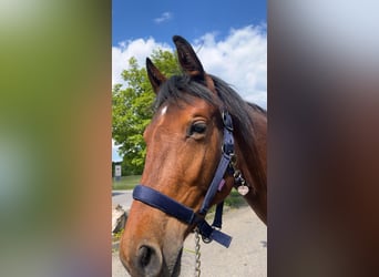Duits sportpaard Mix, Merrie, 1 Jaar, 158 cm, Bruin