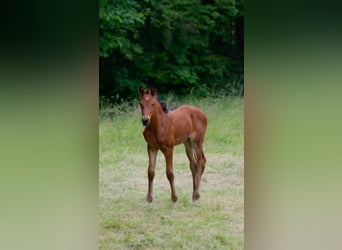 Duits sportpaard Mix, Merrie, 1 Jaar, 158 cm, Bruin