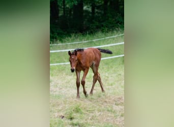 Duits sportpaard Mix, Merrie, 1 Jaar, 158 cm, Bruin