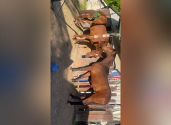 Duits sportpaard Mix, Merrie, 1 Jaar, 158 cm, Bruin