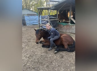 Duits sportpaard Mix, Merrie, 1 Jaar, 158 cm, Bruin