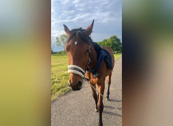 Duits sportpaard Mix, Merrie, 1 Jaar, 158 cm, Bruin