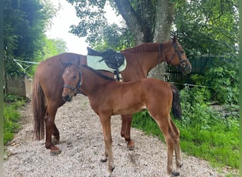 Duits sportpaard Mix, Merrie, 1 Jaar, 158 cm, Bruin