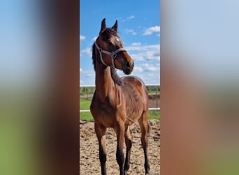 Duits sportpaard, Merrie, 1 Jaar, 162 cm, Donkerbruin