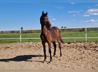 Duits sportpaard, Merrie, 1 Jaar, 162 cm, Donkerbruin