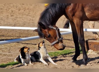 Duits sportpaard, Merrie, 1 Jaar, 162 cm, Donkerbruin