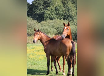 Duits sportpaard, Merrie, 1 Jaar, 165 cm, Brauner
