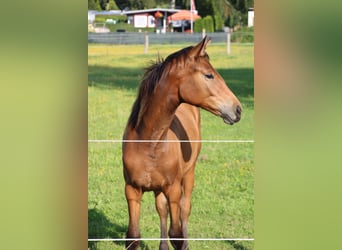 Duits sportpaard, Merrie, 1 Jaar, 165 cm, Brauner