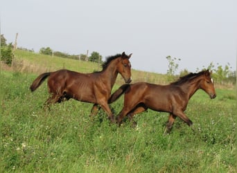 Duits sportpaard, Merrie, 1 Jaar, 167 cm, Brauner