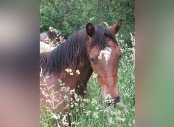Duits sportpaard, Merrie, 1 Jaar, 167 cm, Brauner