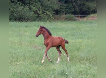 Duits sportpaard, Merrie, 1 Jaar, 168 cm, Brauner