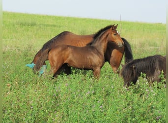 Duits sportpaard, Merrie, 1 Jaar, 168 cm, Brauner