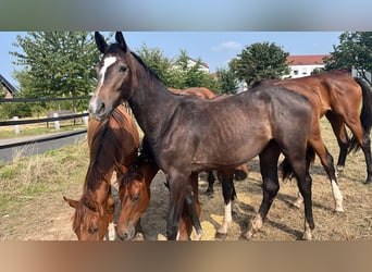 Duits sportpaard, Merrie, 1 Jaar, 168 cm, Zwartschimmel