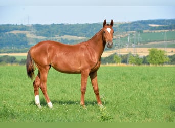 Duits sportpaard, Merrie, 1 Jaar, 170 cm, Donkere-vos