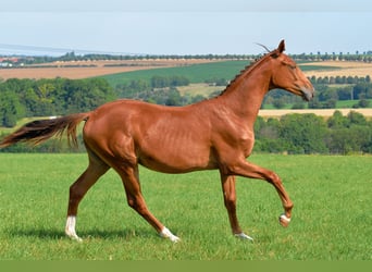 Duits sportpaard, Merrie, 1 Jaar, 170 cm, Donkere-vos
