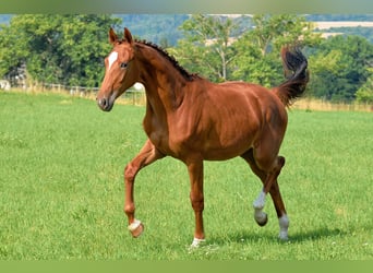 Duits sportpaard, Merrie, 1 Jaar, 170 cm, Donkere-vos