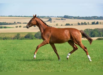 Duits sportpaard, Merrie, 1 Jaar, 170 cm, Donkere-vos