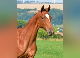 Duits sportpaard, Merrie, 1 Jaar, 170 cm, Donkere-vos
