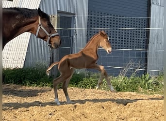 Duits sportpaard, Merrie, 1 Jaar, 170 cm, Donkere-vos