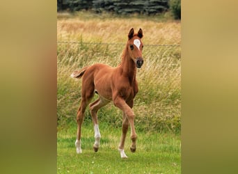 Duits sportpaard, Merrie, 1 Jaar, 170 cm, Donkere-vos