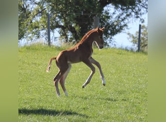 Duits sportpaard, Merrie, 1 Jaar, 170 cm, Donkere-vos