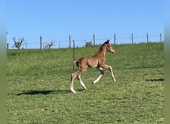 Duits sportpaard, Merrie, 1 Jaar, 170 cm, Donkere-vos