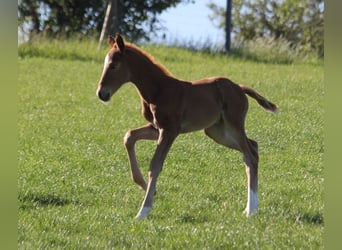 Duits sportpaard, Merrie, 1 Jaar, 170 cm, Donkere-vos