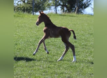 Duits sportpaard, Merrie, 1 Jaar, 170 cm, Donkere-vos