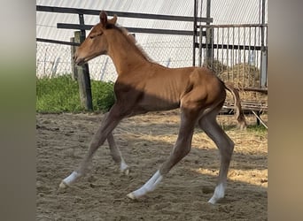 Duits sportpaard, Merrie, 1 Jaar, 170 cm, Donkere-vos