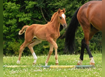 Duits sportpaard, Merrie, 1 Jaar, 170 cm, Donkere-vos