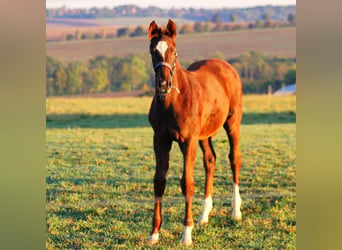 Duits sportpaard, Merrie, 1 Jaar, 170 cm, Donkere-vos