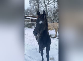 Duits sportpaard, Merrie, 1 Jaar, 170 cm, kan schimmel zijn