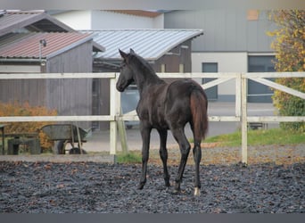 Duits sportpaard, Merrie, 1 Jaar, 170 cm, Zwart