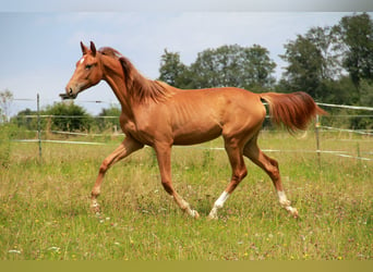 Duits sportpaard, Merrie, 1 Jaar, 172 cm, Donkere-vos