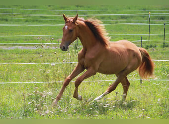 Duits sportpaard, Merrie, 1 Jaar, 172 cm, Donkere-vos