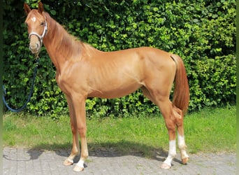 Duits sportpaard, Merrie, 1 Jaar, 172 cm, Donkere-vos